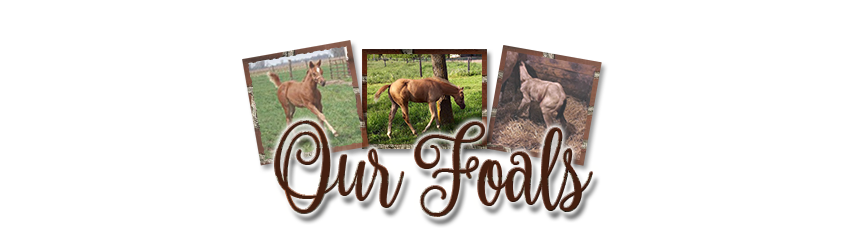Stewart Quarter Horses and Corgis, our foals