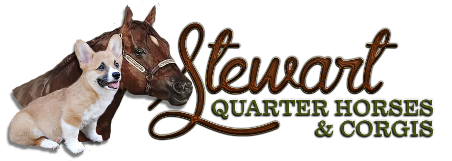 Stewart Quarter Horses and Corgis