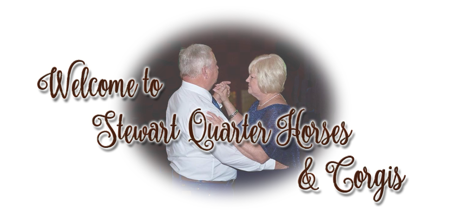 Welcome to Stewart Quarter Horses and Corgis.