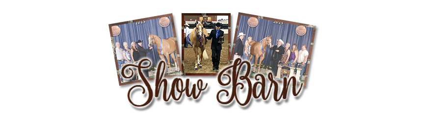 Stewart Quarter Horses and Corgis, our show barn.